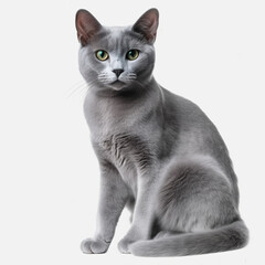 Russian Blue black cat isolated on white