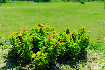 Obraz premium Green shrubs and small white flowers In the garden