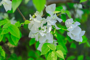 Green shrubs and small white flowers In the garden