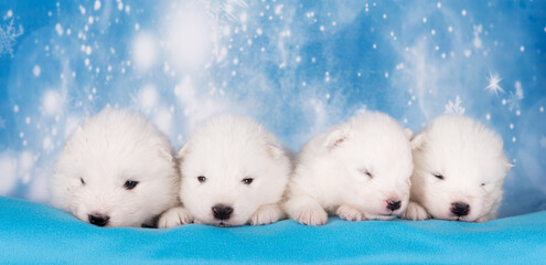 Four puppies. White fluffy small Samoyed puppies dogs are sleeping on blue background