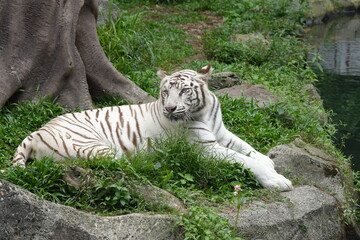 White tigers are a rare variant of Bengal tigers (Panthera tigris tigris) characterized by their striking white fur with black or dark brown stripes. |白老虎