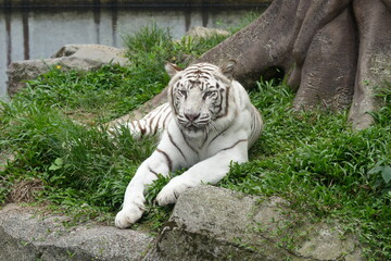 White tigers are a rare variant of Bengal tigers (Panthera tigris tigris) characterized by their striking white fur with black or dark brown stripes. |白老虎