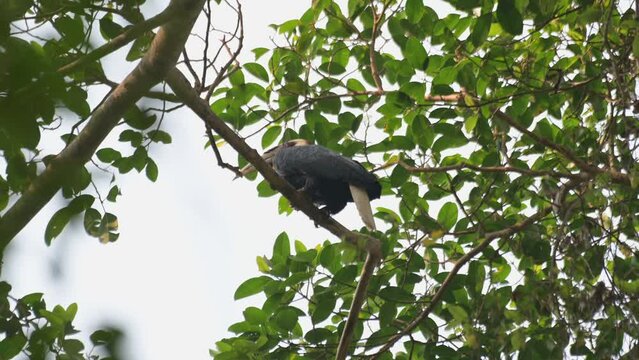 Seen from under perched on a high branch as it looks towards the span of the forest, Wreathed Hornbill Rhyticeros undulatus, Male, Thailand
