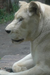 A close-up  white lions are a rare color variation of the African lion (Panthera leo). They get their distinctive white or very pale coloration|母獅子