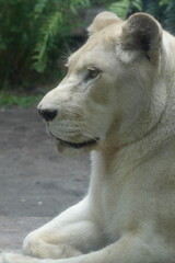 A close-up  white lions are a rare color variation of the African lion (Panthera leo). They get their distinctive white or very pale coloration|母獅子