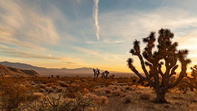 Panoramic day to Milky Way time lapse with a Joshua tree in the foreground