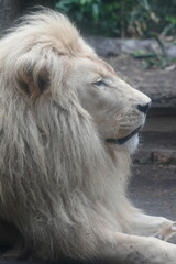 White Lions (Panthera leo) are iconic and majestic big cats known for their strength, social structure, and dominance as apex predators in their habitats. |雄獅子