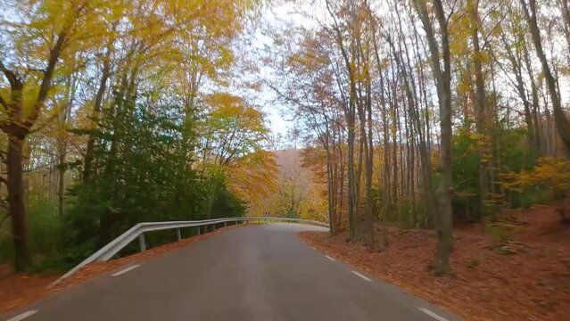 Driving, road skirting a forest Colorful autumn in the mountain forest ocher colors red oranges and yellows dry leaves beautiful images nature without people