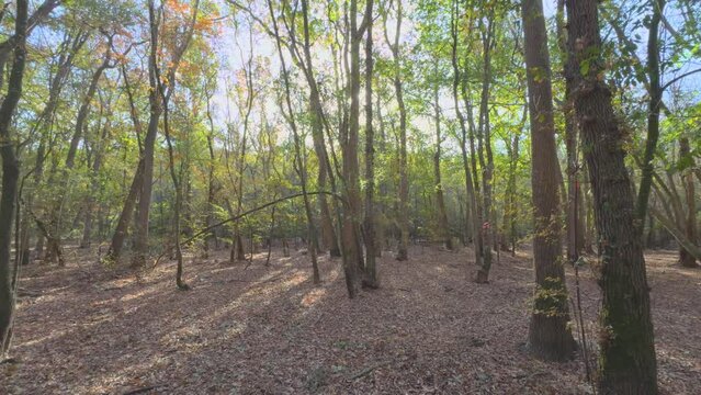 Gimbal, walking forward, forest, sun rays Colorful autumn in the mountain forest ocher colors red oranges and yellows dry leaves beautiful images nature without people