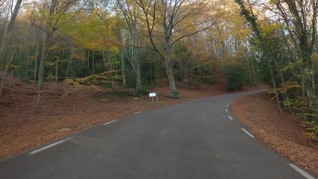 Colorful autumn in the mountain forest ocher colors red oranges and yellows dry leaves beautiful images nature without people Driving, road skirting a forest