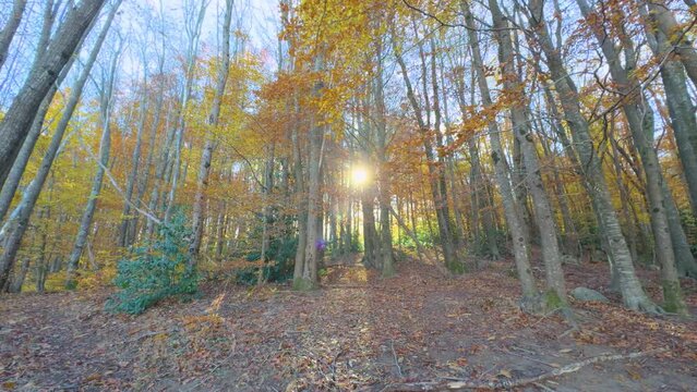 Colorful autumn in the mountain forest ocher colors red oranges and yellows dry leaves beautiful images nature without people Plane versus chopped, yellow forest