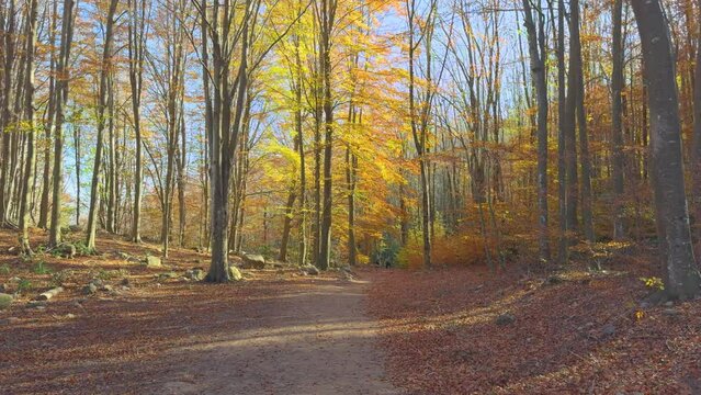 Dirt road, European forest, November Colorful autumn in the mountain forest ocher colors red oranges and yellows dry leaves beautiful images nature without people