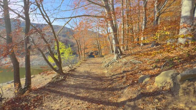 Montseny in Catalonia, autumn Colorful autumn in the mountain forest ocher colors red oranges and yellows dry leaves beautiful images nature without people Montseny in Catalonia, autumn
