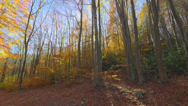 Sunbeam, flash in a forest Colorful autumn in the mountain forest ocher colors red oranges and yellows dry leaves beautiful images nature without people