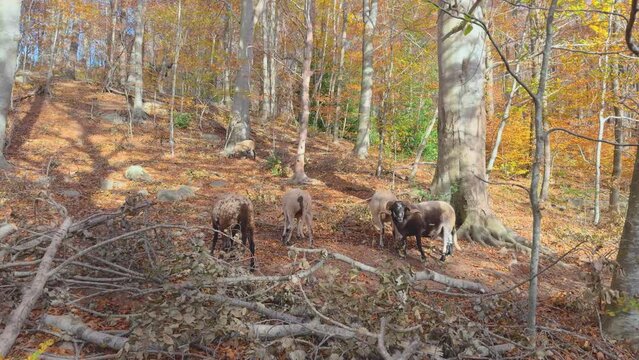 Sheep and goats in Europe Colorful autumn in the mountain forest ocher colors red oranges and yellows dry leaves beautiful images nature without people