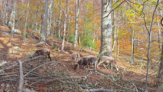 Sheep and goats basking in an autumn forest Colorful autumn in the mountain forest ocher colors red oranges and yellows dry leaves beautiful images nature without people