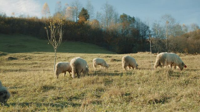 Side view of mature sheep walking slowly on a meadow without raising heads, savouring the grass, sunny day, blue sky. Row of autumn trees in the background. High quality 4k footage