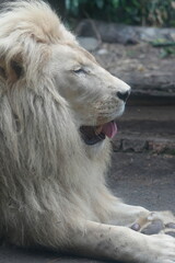 White Lions (Panthera leo) are iconic and majestic big cats known for their strength, social structure, and dominance as apex predators in their habitats. |雄獅子