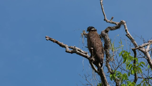 Seen from its back perched up high the tree and then turns its head to look to the left and then back to where it was focused on, Crested Serpent Eagle Spilornis cheela, Thailand