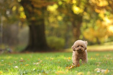 Cute Maltipoo dog on green grass in autumn park, space for text