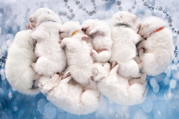 Eight puppies. White fluffy small Samoyed puppies dogs are sleeping on blue background