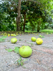 Fallen apples on ground over blurred trees at fruit orchard garden