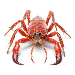 Long-armed Squat Lobster
