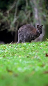 Vertical footage of wallaby standing on the green grass eating plant leaf during daytime