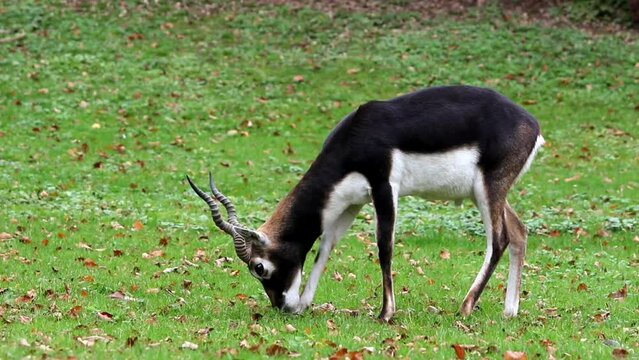 Male blackbuck (Indian antelope) feeding on green grass during daytime with blur background