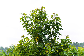 Fototapeta premium Millettia pinnata (Indian beech or Pongame oiltree) leaves on tree in the park