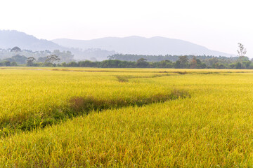 Golden paddy rice field before harvesting.