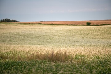 Fototapeta na wymiar Small white flower field. Horizontal photo of agriculture field.