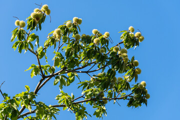 Fluffy balls with sweet chestnut seeds (Castanea sativa). Close-up of fluffy balls of sweet chestnut (Spanish or just chestnut) against blue sky. Public landscape city park Krasnodar or Galitsky Park