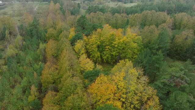 Establishing view of the autumn linden tree alley, empty pathway, yellow leaves of a linden tree on the ground, idyllic nature scene of leaf fall, overcast autumn day, wide drone shot moving forward