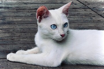 Beautiful white cat with bright blue eyes sitting on a wooden deck
