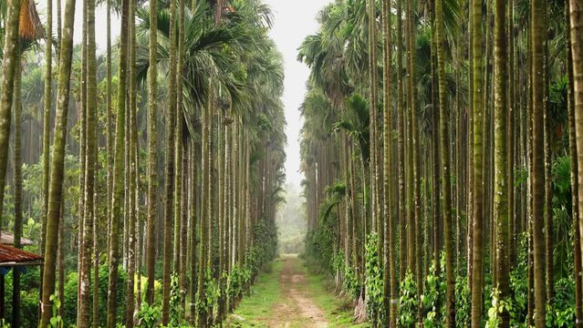 areca nut tree farm in Karnataka india