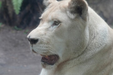 A close-up  white lions are a rare color variation of the African lion (Panthera leo). They get their distinctive white or very pale coloration|母獅子