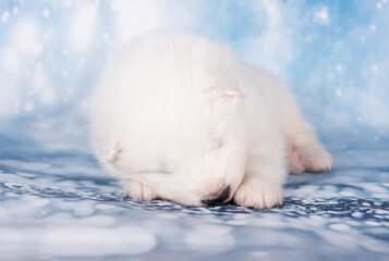 White fluffy small Samoyed puppy dog is sleeping on blue background