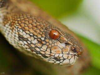 an orange and black snake with a white stripe on its head