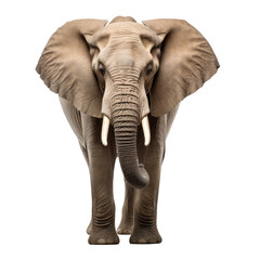 Obraz premium Elephant trunk and head against, isolated on white background