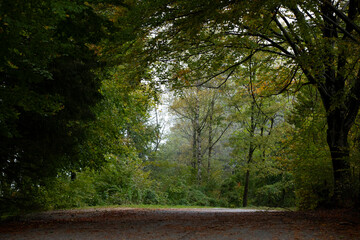 Beautiful Landscapes of north italy, woods, forests, routes and mountains