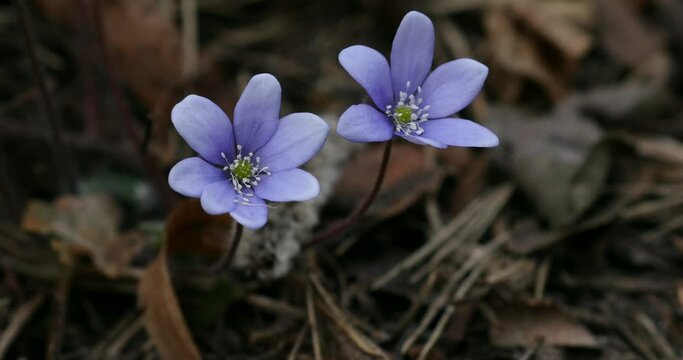Common Hepatica or Anemone Hepatica, Blue Blossom Wild Flower. Violet Purple Hepatica Nobilis, First Spring Flower in the Blurred Background of Nature. Ranunculaceae family. 4k