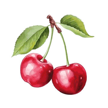 red sweet fruit cherry watercolor paint