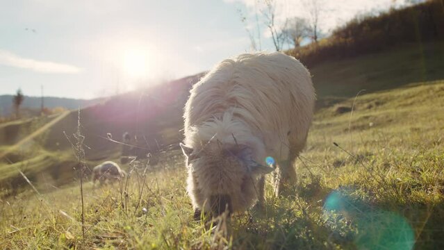 Adult sheep with white long straight fleece eating green grass on a meadow lit by sunrays, silhouettes of sheep grazing in the distance in the background. High quality 4k footage