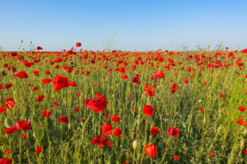 Poppy field in the Crimea. A beautiful field of wild red poppies at sunset in the evening. Sunset over a poppy field in the countryside. Red poppies on a poppy field. Russia