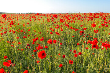 Poppy field in the Crimea. A beautiful field of wild red poppies at sunset in the evening. Sunset over a poppy field in the countryside. Red poppies on a poppy field. Russia