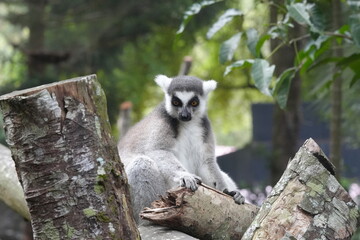 Lemurs are a diverse group of primates endemic to the island of Madagascar and the nearby Comoros Islands. They are known for their unique and often charismatic appearances|狐猴