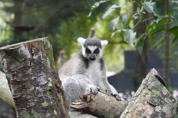 Obraz premium Lemurs are a diverse group of primates endemic to the island of Madagascar and the nearby Comoros Islands. They are known for their unique and often charismatic appearances|狐猴