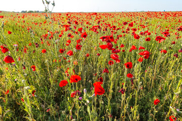 Poppy field in the Crimea. A beautiful field of wild red poppies at sunset in the evening. Sunset over a poppy field in the countryside. Red poppies on a poppy field. Russia