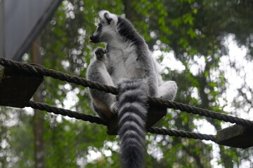 Lemurs are a diverse group of primates endemic to the island of Madagascar and the nearby Comoros Islands. They are known for their unique and often charismatic appearances|狐猴